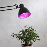 LED plantenlamp bloei, lamp A60, E27, 6,5 W rood